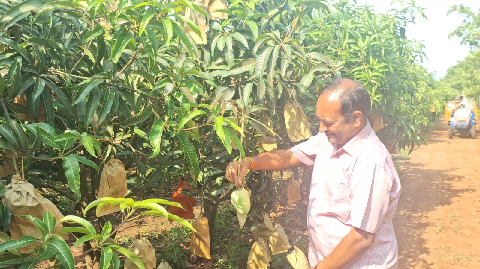 ಮಾದರಿ ಮಾವು ಬೆಳೆದ ತಜ್ಞ ವೈದ್ಯ ಡಾಕ್ಟರ್ ಸಮೀರ್ ನಾಯಿಕ  ರೈತಾಪಿಗೆ ಮಾದರಿ ಪ್ರಯೋಗ